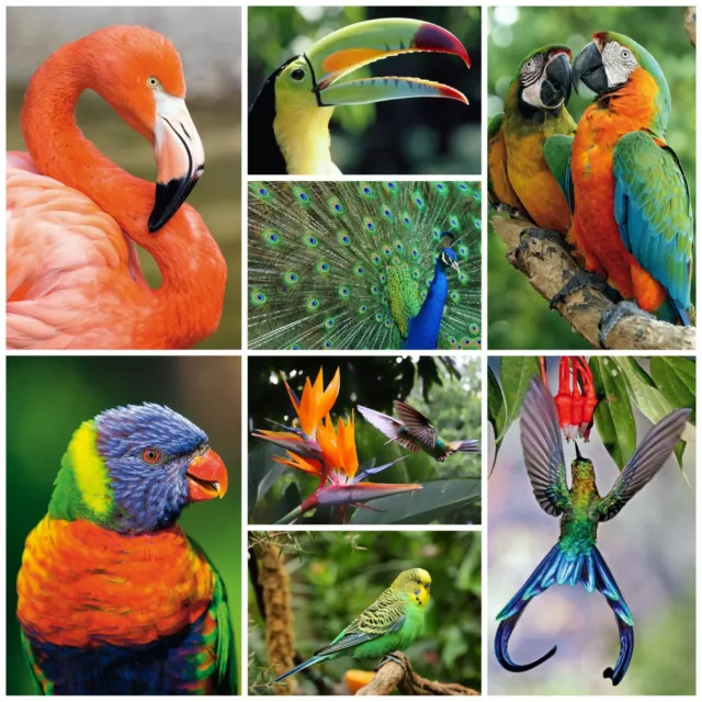 40 Postkarten EXOTISCHE VÖGEL: 8 Motive á 5 St. von tropischen Vögeln