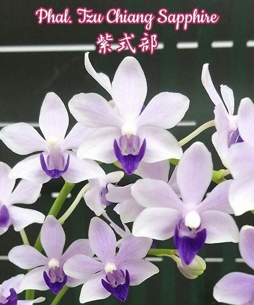 Orchid Orchidee Dtps. (Phalaenopsis) Tzu Chiang Sapphire  (22 L)