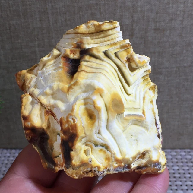 Bonsai Suiseki-Natural Gobi Agate Eyes Stone-Rare Stunning Viewing 206g h49