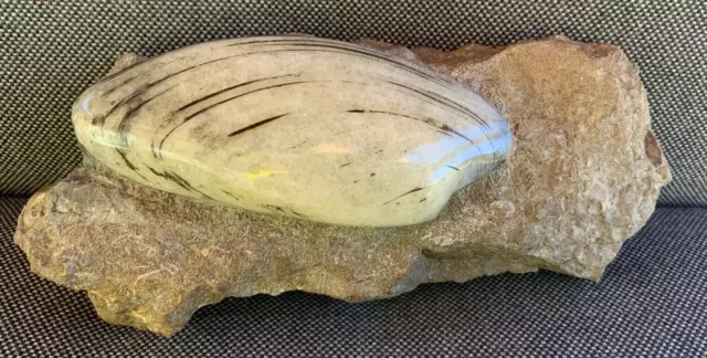 Large Polished Bivalve Scunthorpe, UK Cardinia Species Rare Calcite Fossil