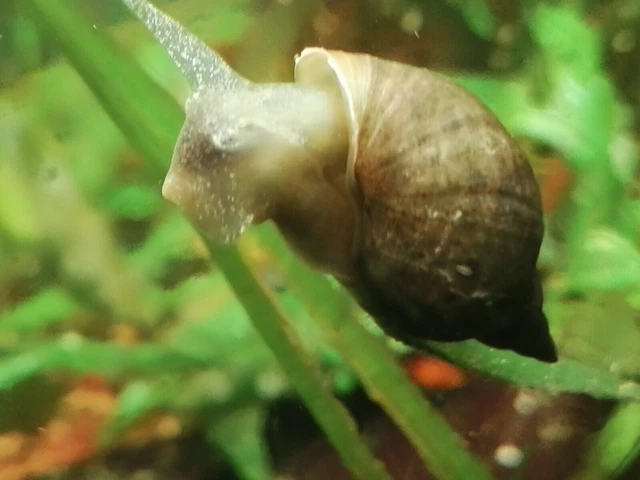 10 YODA SCHNECKEN RARITÄT Radix Balthica Schlammschnecken Aquarium