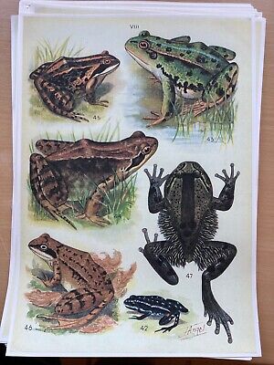 Art Print affiche poster reptile A3 Triton de Walti Amphiume Spelerpes tigre 