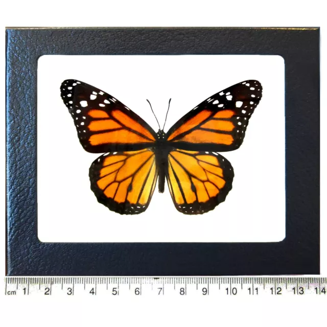 Danaus plexippus REAL NORTH AMERICAN MONARCH BUTTERFLY INSECT FRAMED
