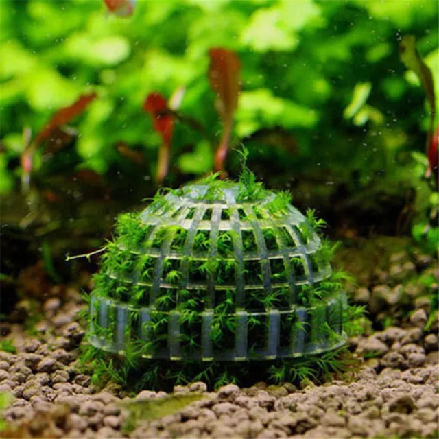 Moss Balls Live Moss Balls Moss Ball Moss Balls Decorative Marimo Moss Ball