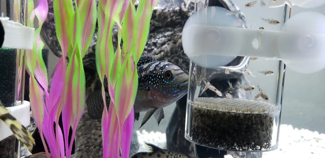 Jack Dempsey Cichlid Freshwater Aquarium Fish 8