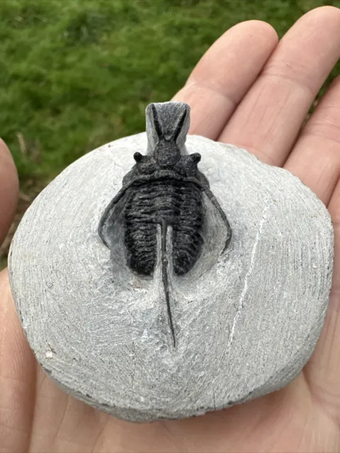 Fossil Cyphaspis walteri  Trilobite, Devonian - Trilobite, Morocco