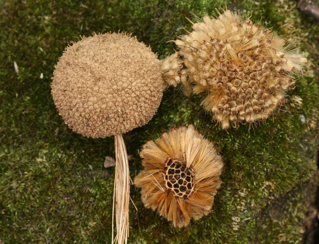 American Sycamore Tree Whole Seed Pod - Platanus occidentalis Buttonwood Seeds