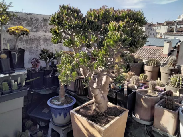 Cactus, plantes grasses : crassula ovata "finger jade", jeune plant 12/15 cm