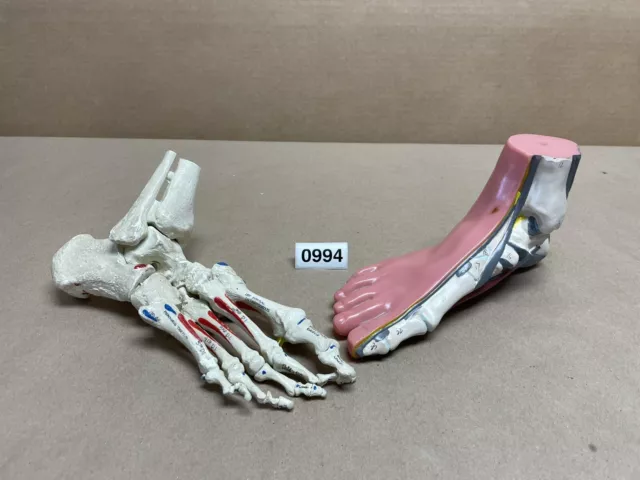 Human Foot Anatomy Skeleton Model Skeletal Numbered Educational Science