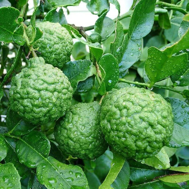 Citronnier Meyer Sanguin Greffé – Conteneur 1 à 1,9 L – Agrume à Peau Zébrée Rouge, Pulpe Rouge Sucrée