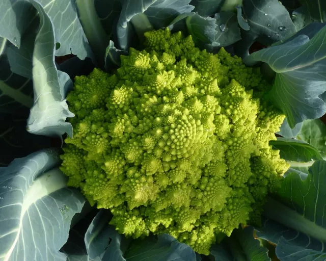 *Natalino* Romanesco Samen, Minarettkohl Samen, Brassica oleracea seeds