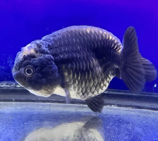 LIVE pond goldfish  Fish~ Goldfish Ranchu goldfish koi pond 3.75 Inchs