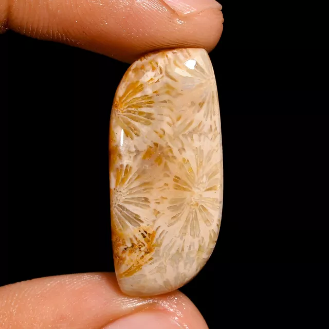 Natural Fossil Coral Fancy Shape Cabochon Loose Gemstone 19 Ct 29X13X5 mm A-1794
