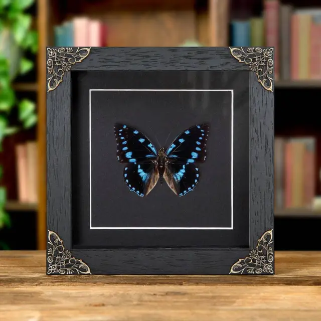 Taxidermy Blue-Spotted Charaxes in Baroque Style Frame (Charaxes ameliae)