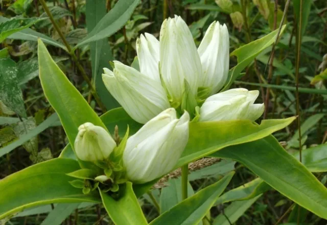 50 + Flavida Rare Crème Gentiane Fleur Semences/Gentiana/Abat-Jour Pérenne