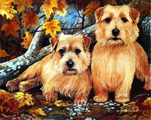 Norfolk Terrier Limited Edition Giclee Art Print "Forrest Romp"