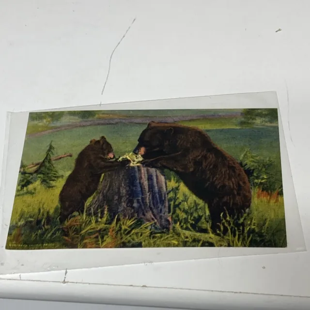 Colorado CO-Bears Black Brown Cinnamon Grizzly Inhabit Rockies Vintage Postcard