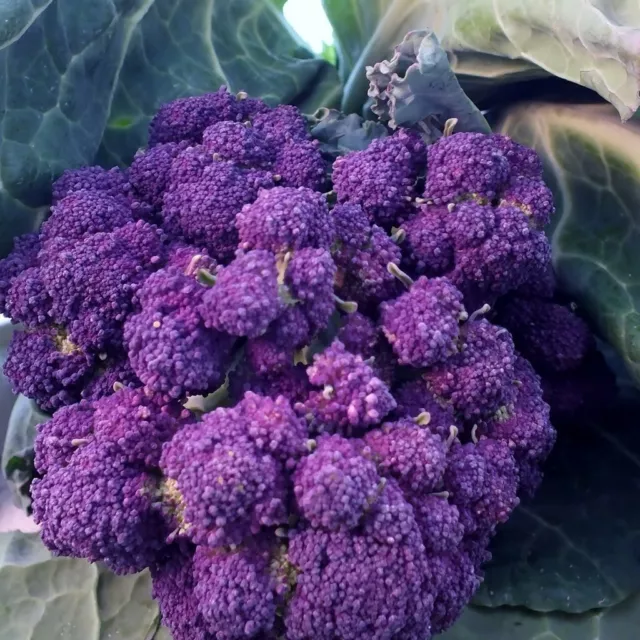 Broccoli PURPLE 100 Seeds HEIRLOOM vegetable garden autumn winter spring brocoli 2