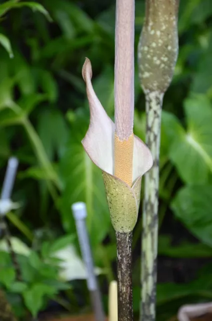 AMORPHOPHALLUS VARIABILIS . Voodoo Lily. 4.5cm dormant tuber. Aroid $15 ...