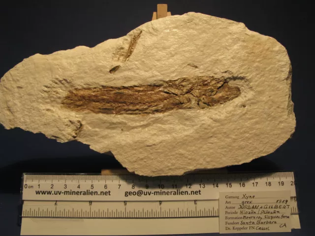 Fossil Fisch Californien - Xyne grex - Miozän 22 cm