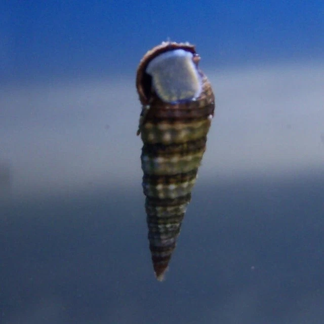 3+1 FREE Live Saltwater Snails, Invertebrates, Nano Reef Tank - Cerith Snails