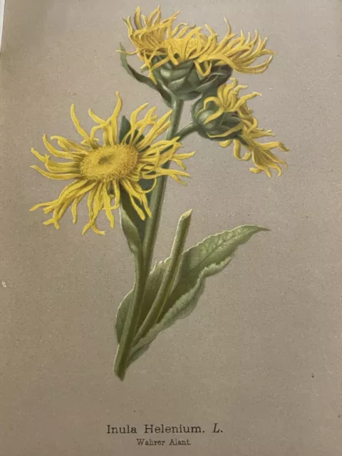 Inula 1886 Illustration Holzstich Blume Abbildung Farbendruck Botanik Pflanzen
