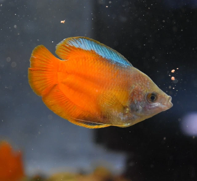 Live Neon Dwarf Gourami (Pack of 2 Freshwater Aquarium Fish) PLS READ DESCR 2