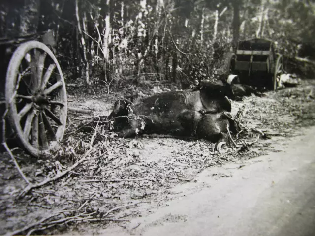 Orig.foto 1940 Wehrmacht Frankreich Vollterffer In Pferde Gespann Opfer Ww2 Wk2