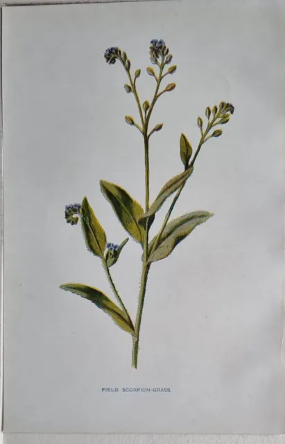 C1900 Botany Estampado Floral - Campo Scorpian Hierba