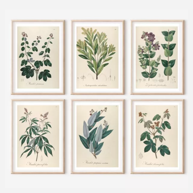 Set of 6 Antique￼ Repro￼ FLORAL ILLUSTRATION ART PRINTS picture Home - A4 Sized