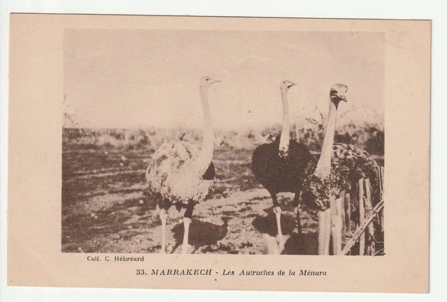 ANIMAUX - AUTRUCHES - Autruches - Ostrich MARRAKECH Le parc de la Menara