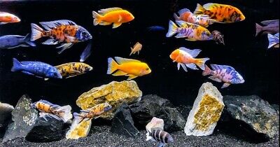 5x Mixed Peacock Cichlid (1.75-2.25") Live Fish 2Day Fedex Shipping