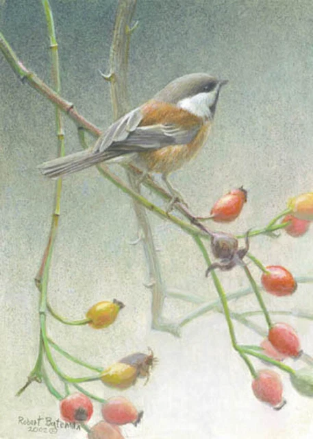 Robert Bateman Chickadee and Rose Hips Robert Bateman Chickadee and Rose Hips