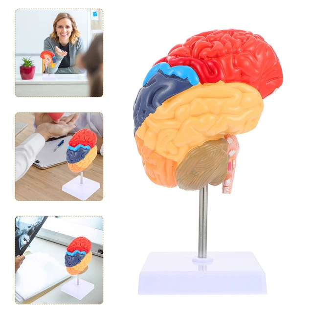 TEACHING BRAIN MODEL Practical Anatomical Human Anatomy Tots Toys £50. ...