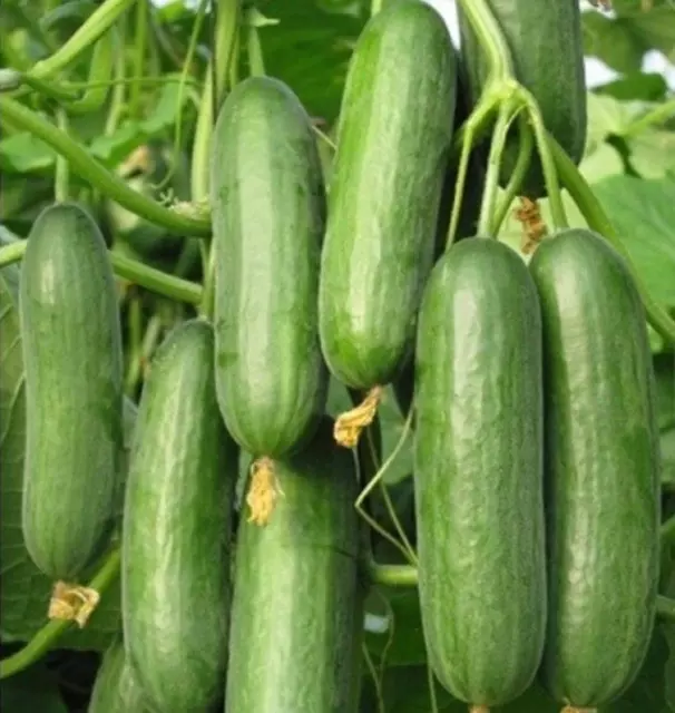 CUCUMBER Beit Alpha (Lebanese) 20 seeds HEIRLOOM Spring Summer garden vegetable 2