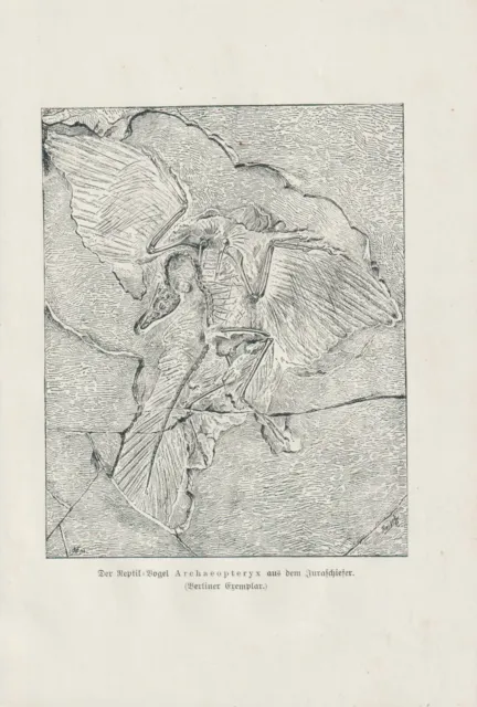 Archaeopteryx Berliner Exemplar Fossil Dinosaurier LITHOGRAPHIE von 1901