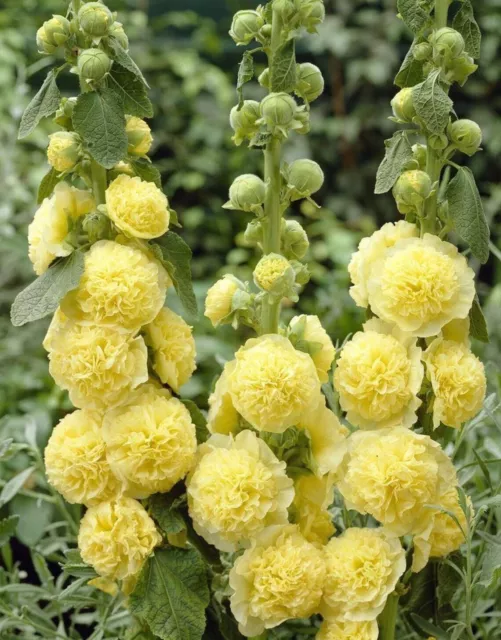 50 Graines Rose trémière Alcea rosea (hollyhock) Double Yellow flower seeds