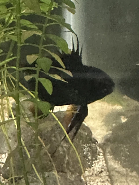 4 Unsex Black Rams Cichlids (Mikrogeophagus Ramirezi) Live Fish Tank Bred