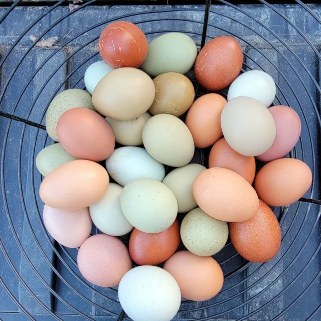 5+ Barnyard Mix Hatching Eggs | Assorted Mix Rare Breeds | TN NPIP CERTIFIED