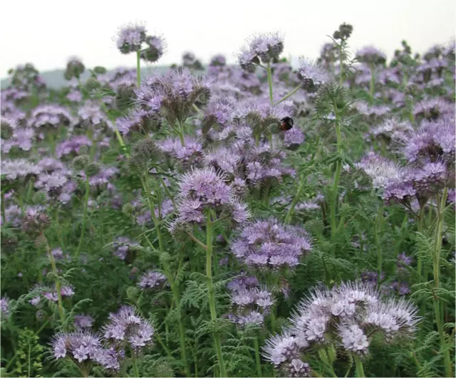 Phacelia Tanacetifolia - - Pochette Scellé 100 Grammes - Graines - Abeilles