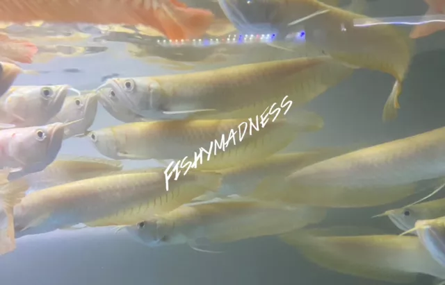 LIVE TROPICAL FISH-yellowish albino Silver Arowana 9 Inch
