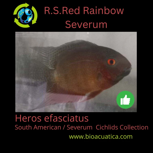 Red Spotted Red Rainbow Severum Cichlid 1.75 To 2 " Unsexed