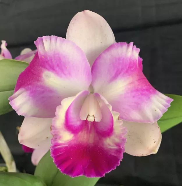 RON Cattleya Orchid Special Quality Div (Rlc. Dal's Charm x Coconut Ice) '12.10'