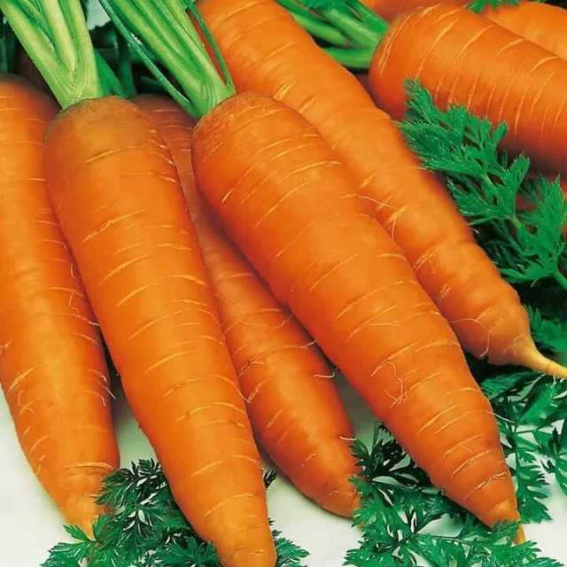 Carrot - Autumn King 2 x 1000 Seeds - Pictorial Packet - NEXT DAY DISPATCH