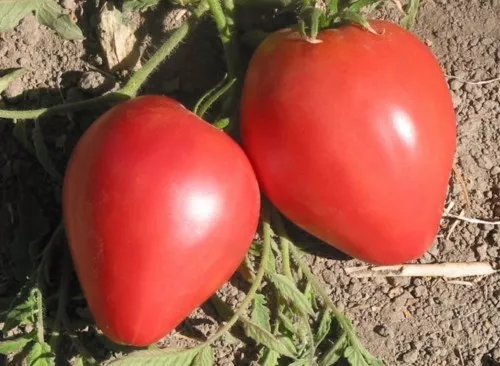 Tomate Corazón de Buey  300 semillas  - seeds - Corazon huerto jardin