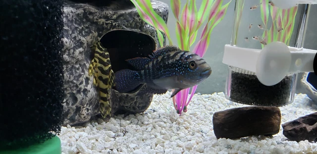 Jack Dempsey Cichlid Freshwater Aquarium Fish 10