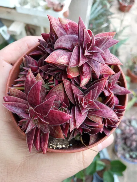 Crassula EXILIS ROJA 1 Planta con raiz Suculenta 8 cm pot Cactus SUERTE