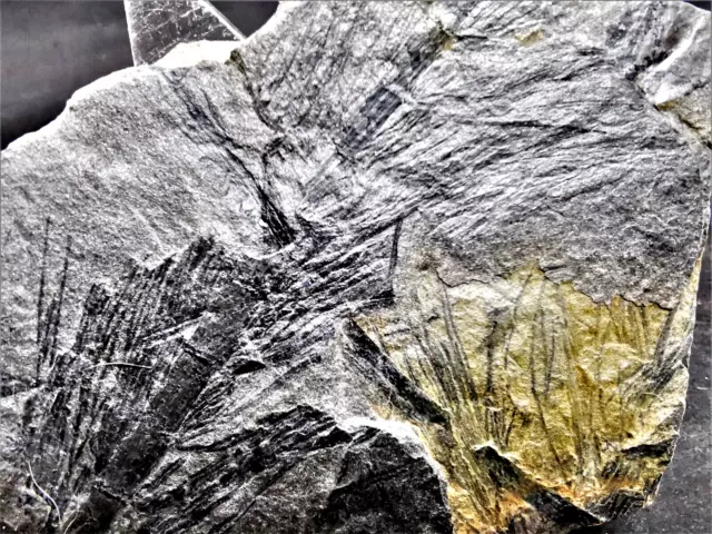 Asterophyllites longifolius – fossile Pflanze aus dem Karbon