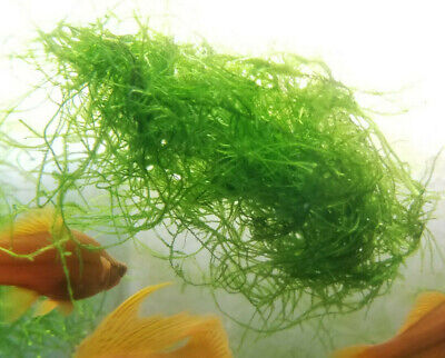 DOUBLE SIZE! Java Moss Easy Aquarium Plant Premium Bunch (Taxiphyllum Barbieri)