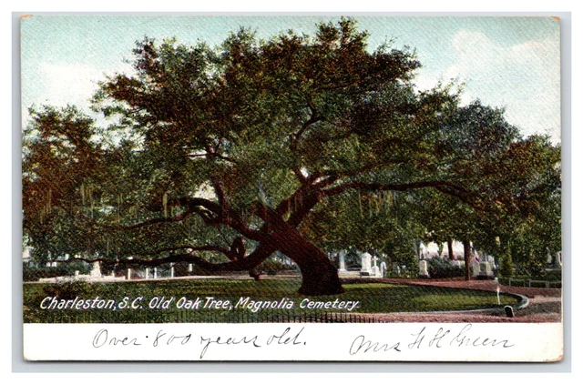 CHARLESTON South Carolina SC ~ MAGNOLIA CEMETERY Oak tree 1909c
